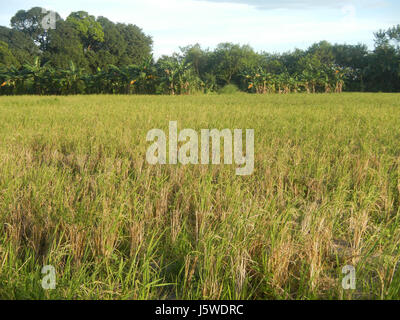 0427 Barangay Batia Bocaue Bulacan Fields Roads  11 Stock Photo