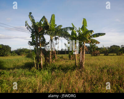 0427 Barangay Batia Bocaue Bulacan Fields Roads  15 Stock Photo