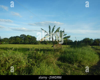 0427 Barangay Batia Bocaue Bulacan Fields Roads  19 Stock Photo