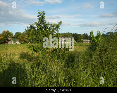 0452 Barangay Batia Bocaue Bulacan Fields Roads  01 Stock Photo