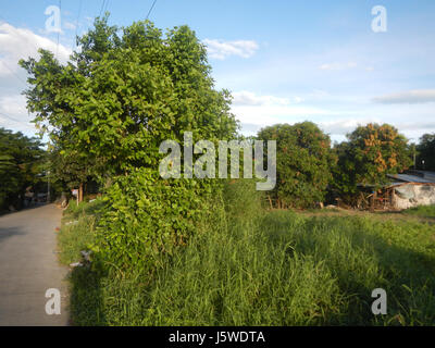 0452 Barangay Batia Bocaue Bulacan Fields Roads  12 Stock Photo