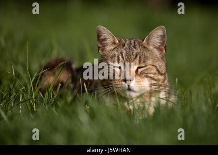 cat laying and playing in the grass