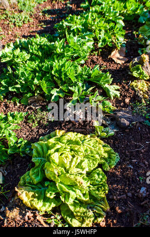 Closeup of salad lettuce head and celery growing in vegetable garden Stock Photo