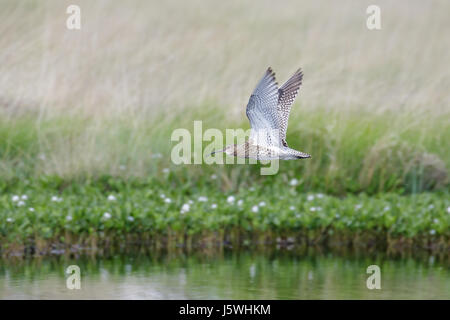 Eurasian Curlew wader (Numenius arquata) flying low over pond bog with cotton grass behind Stock Photo