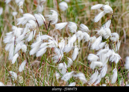 Common Cottongrass Cottonsedge or Bog Cotton (Eriophorum angustifolium) Stock Photo