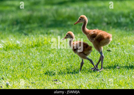 Two Sandhill Crane (Antigone canadensis) chicks walking on the ground. Stock Photo