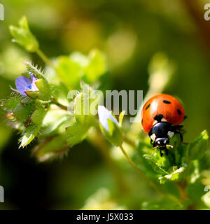 insect beetle lucky luck nature ladybug detail animal insect flower plant green Stock Photo