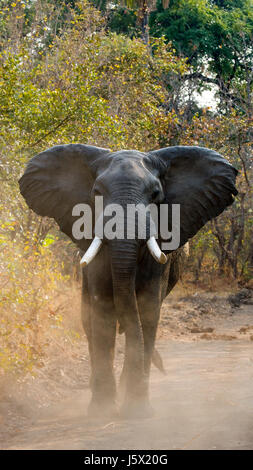 Angry elephant standing on the road. Zambia. South Luangwa National Park. Stock Photo