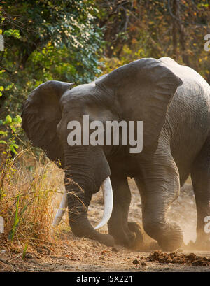 Angry elephant standing on the road. Zambia. South Luangwa National Park. Stock Photo