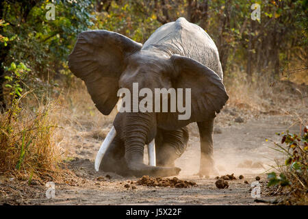 Angry elephant standing on the road. Zambia. South Luangwa National Park. Stock Photo