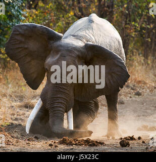 Angry elephant standing on the road. Zambia. South Luangwa National Park. Stock Photo