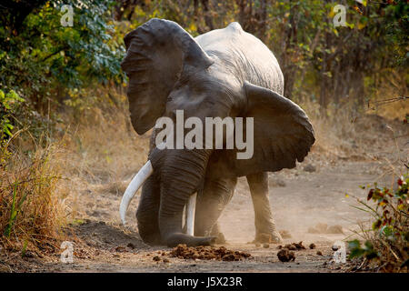 Angry elephant standing on the road. Zambia. South Luangwa National Park. Stock Photo