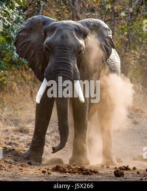 Angry elephant standing on the road. Zambia. South Luangwa National Park. Stock Photo