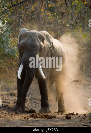 Angry elephant standing on the road. Zambia. South Luangwa National Park. Stock Photo