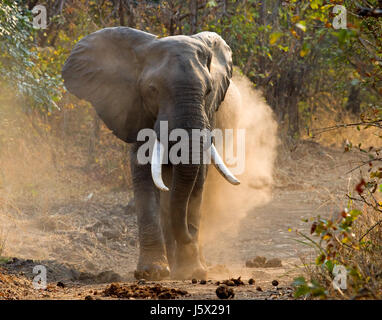 Angry elephant standing on the road. Zambia. South Luangwa National Park. Stock Photo