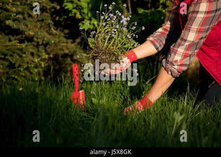 Gardeners hands planting flowers in the garden Stock Photo