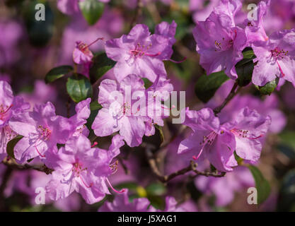 Rhododendron, Rhododendron 'Praecox' , Mauve coloured flowers growing outdoor. Stock Photo