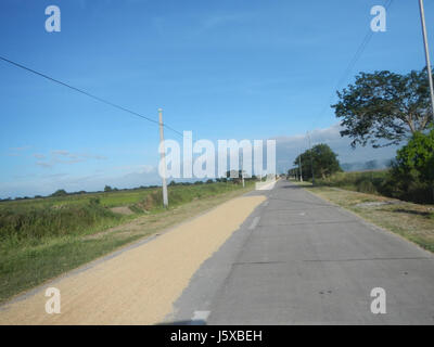 04731 Paddy fields Salapungan Roads Magumbali Candaba Pampanga  18 Stock Photo