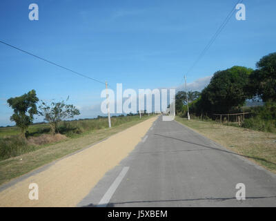 04731 Paddy fields Salapungan Roads Magumbali Candaba Pampanga  21 Stock Photo