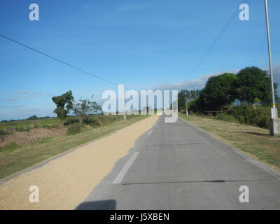 04731 Paddy fields Salapungan Roads Magumbali Candaba Pampanga  22 Stock Photo