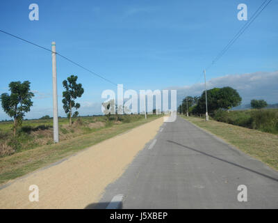 04731 Paddy fields Salapungan Roads Magumbali Candaba Pampanga  23 Stock Photo