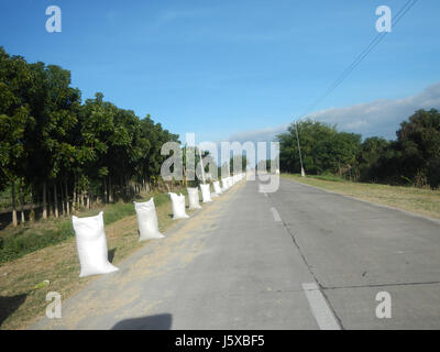 04731 Paddy fields Salapungan Roads Magumbali Candaba Pampanga  32 Stock Photo