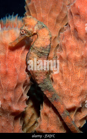 Long snout seahorse, Hippocampus reidi Stock Photo