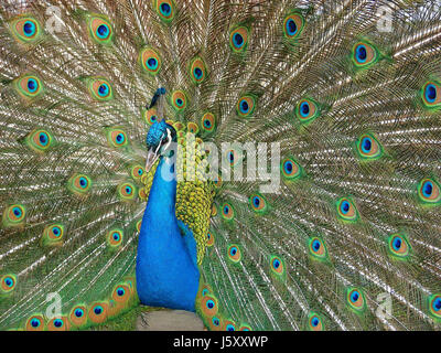 bird birds peacock peacock feather peacock butterfly feather blue park wheel Stock Photo