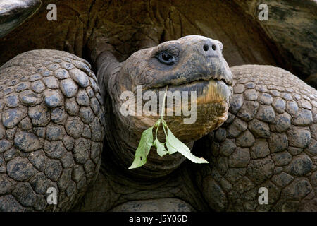 Portrait of giant tortoises. The Galapagos Islands. Pacific Ocean. Ecuador. Stock Photo