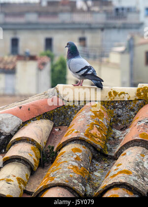 A pidgeon on a terracotta roof. Stock Photo