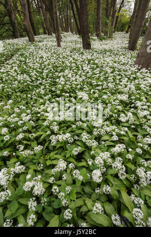 Wild garlic, Ramsons, Allium ursinum; Carpet of tiny white flowers in woodland. Stock Photo