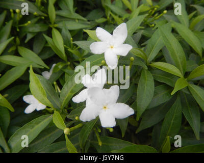 03253 Dwarf Tabernaemontana pandacaqui Philippines  03 Stock Photo