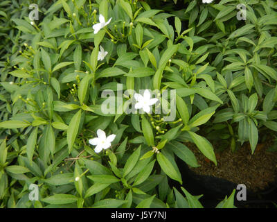 03253 Dwarf Tabernaemontana pandacaqui Philippines  05 Stock Photo