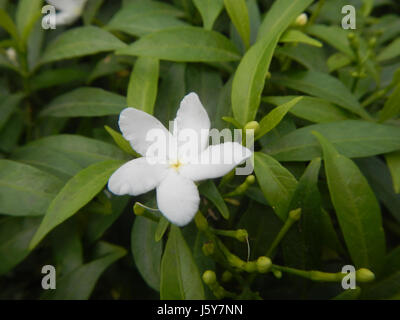 03253 Dwarf Tabernaemontana pandacaqui Philippines  08 Stock Photo