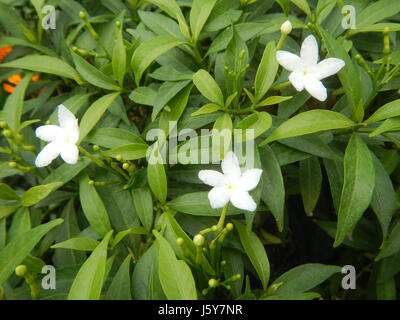 03253 Dwarf Tabernaemontana pandacaqui Philippines  10 Stock Photo