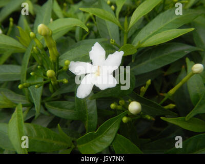 03253 Dwarf Tabernaemontana pandacaqui Philippines  13 Stock Photo