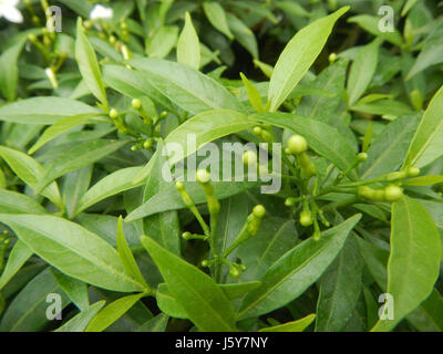 03253 Dwarf Tabernaemontana pandacaqui Philippines  14 Stock Photo