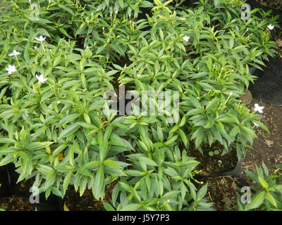 03253 Dwarf Tabernaemontana pandacaqui Philippines  18 Stock Photo