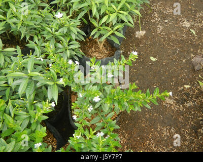 03253 Dwarf Tabernaemontana pandacaqui Philippines  22 Stock Photo