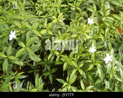 03253 Dwarf Tabernaemontana pandacaqui Philippines  30 Stock Photo