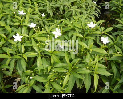 03253 Dwarf Tabernaemontana pandacaqui Philippines  32 Stock Photo