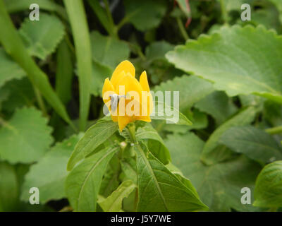03368 Unidentified Yellow flowers insects Philippines  01 Stock Photo