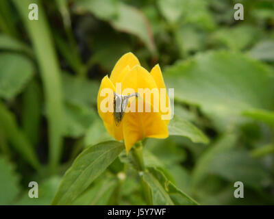 03368 Unidentified Yellow flowers insects Philippines  02 Stock Photo