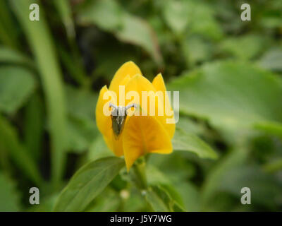 03368 Unidentified Yellow flowers insects Philippines  03 Stock Photo