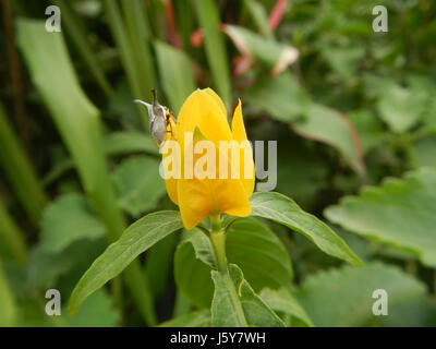 03368 Unidentified Yellow flowers insects Philippines  04 Stock Photo