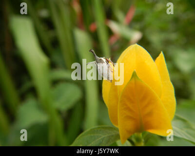 03368 Unidentified Yellow flowers insects Philippines  06 Stock Photo