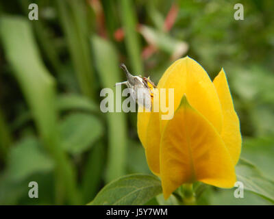 03368 Unidentified Yellow flowers insects Philippines  07 Stock Photo