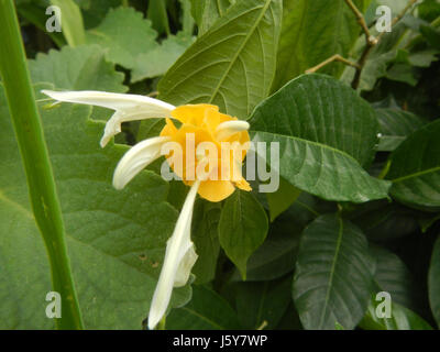 03368 Unidentified Yellow flowers insects Philippines  09 Stock Photo