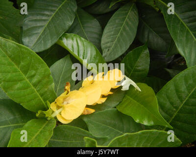 03368 Unidentified Yellow flowers insects Philippines  11 Stock Photo