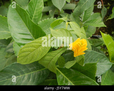 03368 Unidentified Yellow flowers insects Philippines  13 Stock Photo